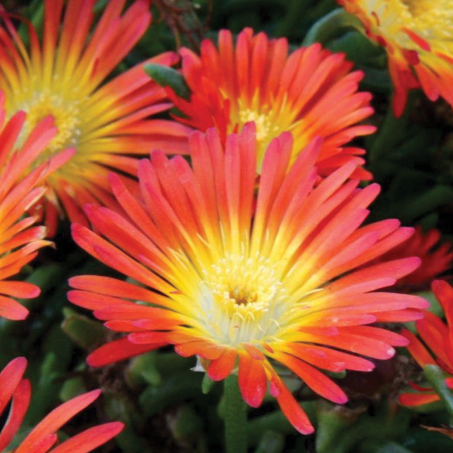 Fire Wonder Delosperma - 1 Plant