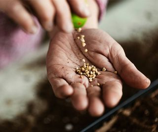 Gardener pours seeds into their palm