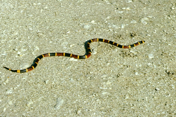 &#34;Red on yellow, kill a fellow...&#34; Coral snakes pack a nasty bite, inspiring folk rhymes to help people tell them apart from their non-venomous cousins. Red bands touching yellow bands are a sign of venom in coral snakes, but only in North American species. On other continents, venomous coral snakes come in many colors and patterns.