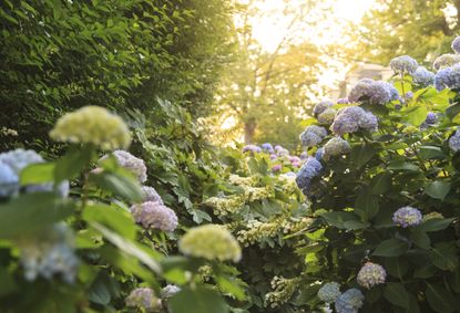 Hydrangeas in Garden