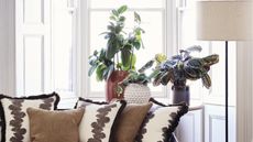 Houseplant I regret buying