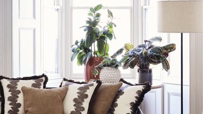 Houseplants on a windowsill with a couch in front full of brown and patterned cushions