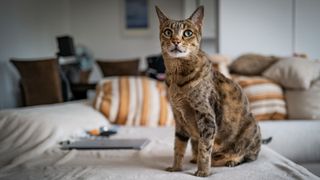 Best exotic pets - Savannah cat