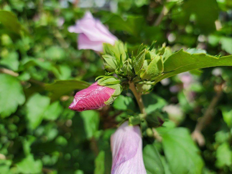 Note 20 Sample Primary