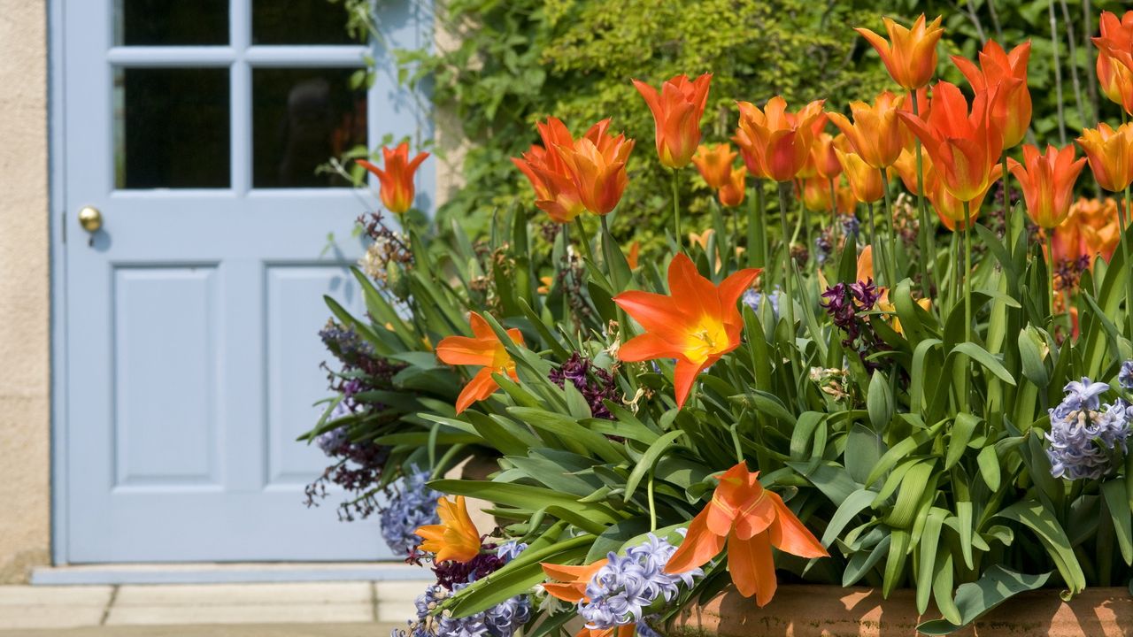 Spring flowers for pots in sunshine