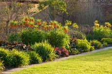 Fritillaria imperialis makes a striking addition to this spring border in the gardens of Tudor treasure Coughton Court, near Alcester in Warwickshire, where it picks up the gleaming burgundy leaves of Bergenia cordifolia and Heuchera ‘Palace Purple’. ©Clive Nichols