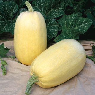 Two spaghetti squash