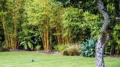 bamboo lining lawn