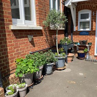 Front garden vegetable patch