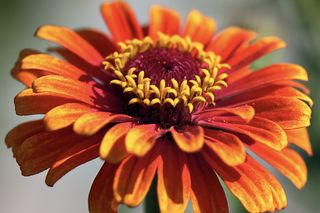 GuruShots - Flower Spotlight