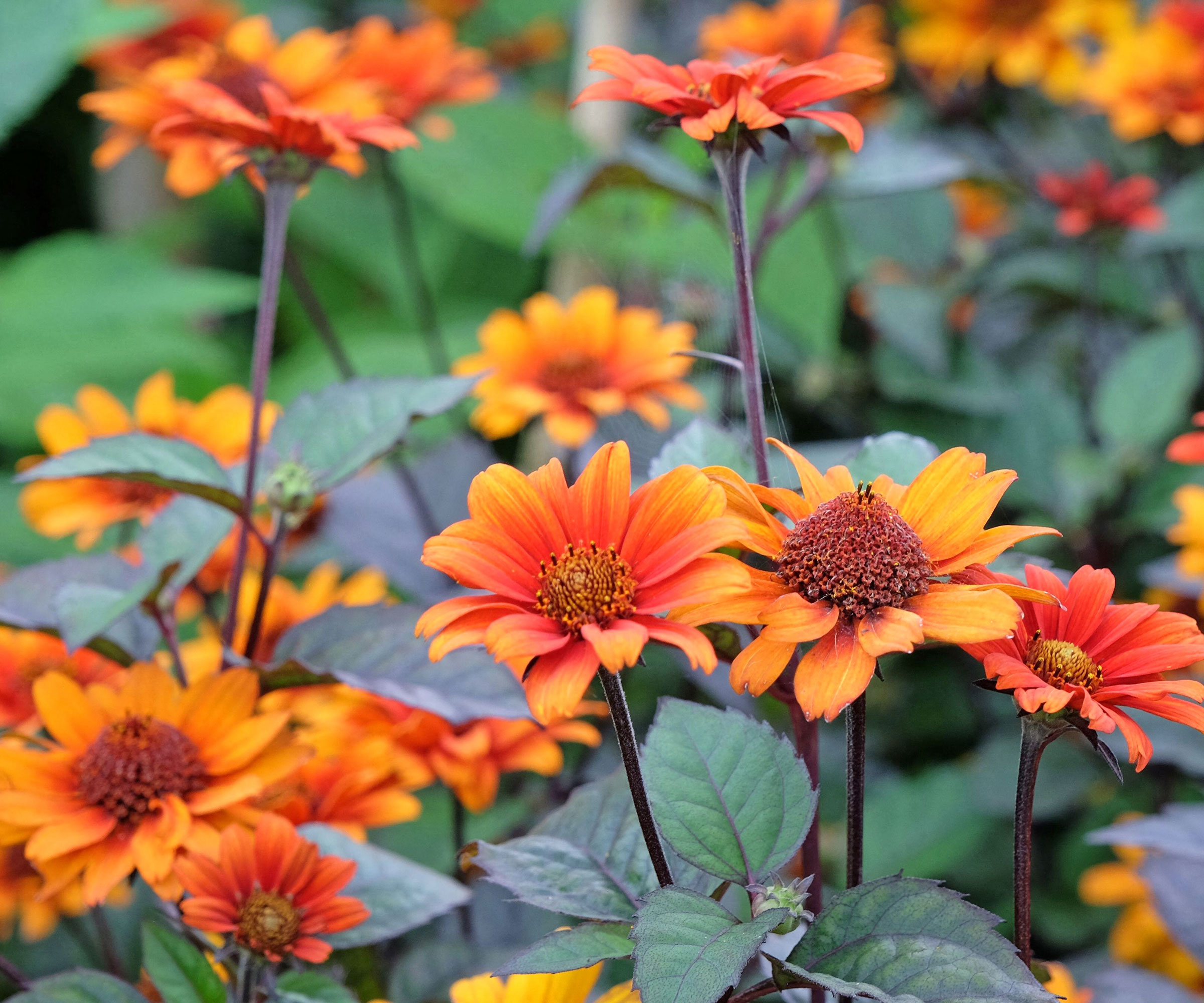 heliopsis plant with orange flowers