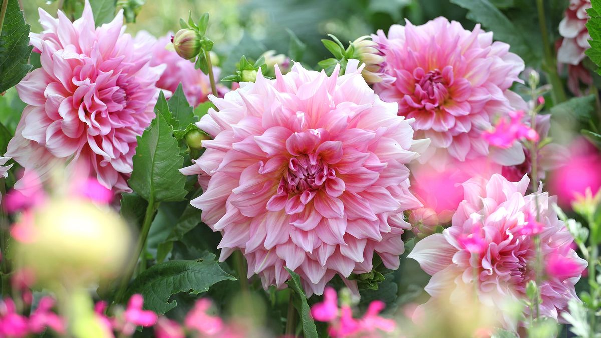 Get Your Dahlias Ready for Their Biggest, Boldest Blooms Yet – 6 Vital June Tasks for a Sensational Summer