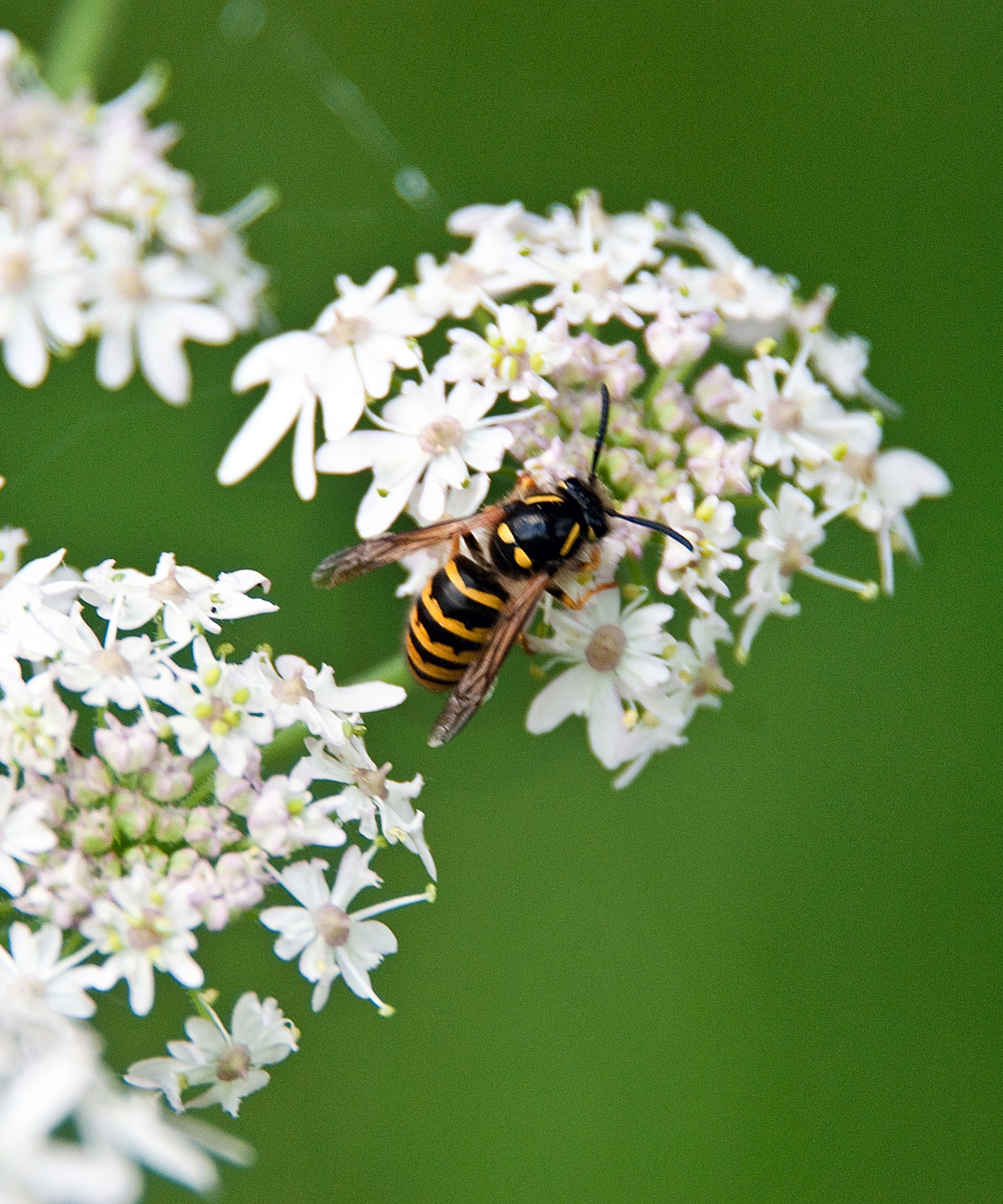 Does vinegar kill wasps? Pest control experts weigh in Homes & Gardens