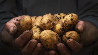 Fresh potatoes lifted out the soil and held in hands