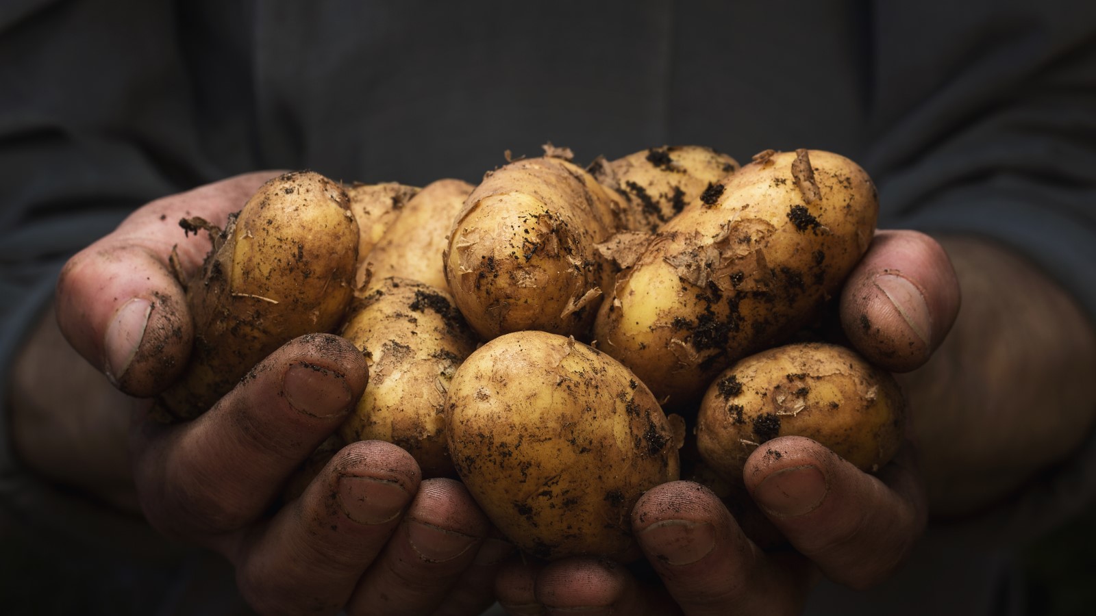How to grow potatoes indoors: tips for year-round harvests