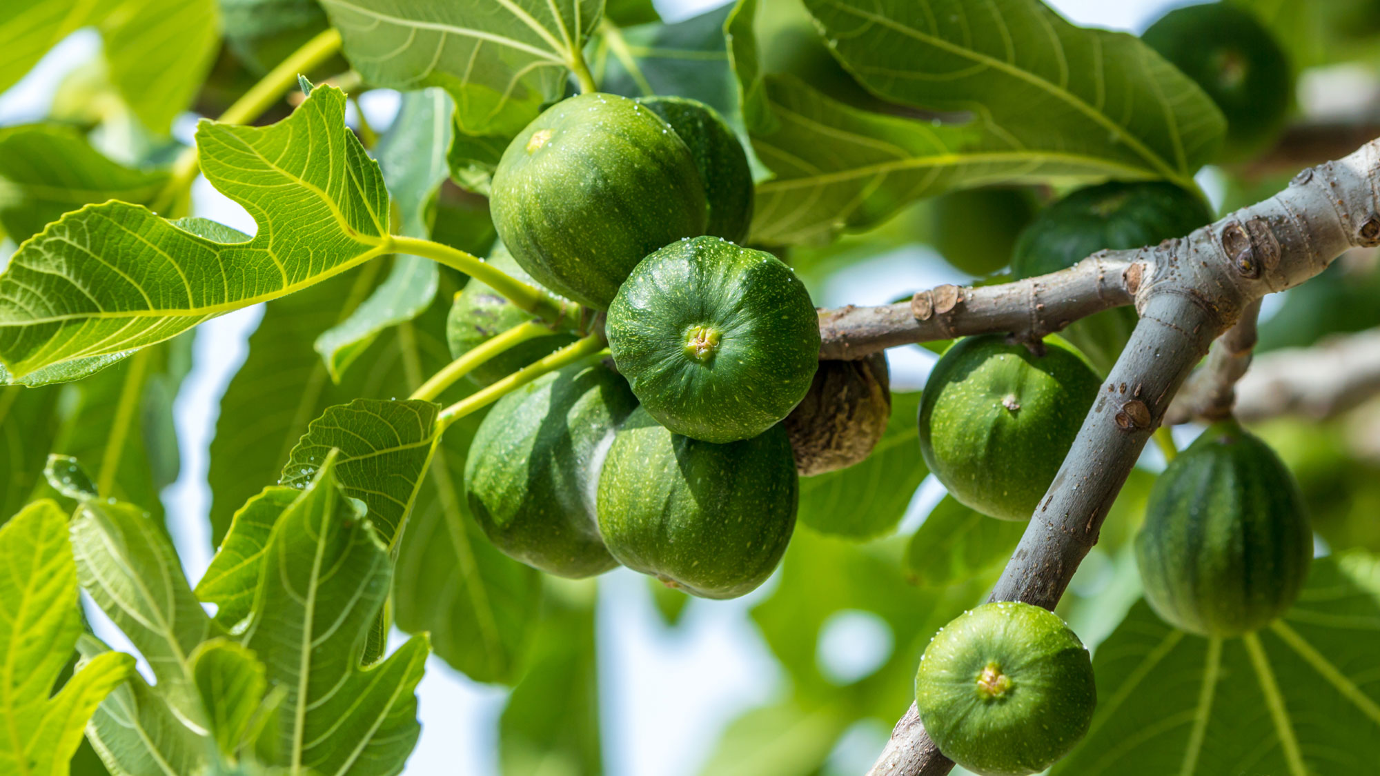 green figs and fresh leaves growing on tree in sun