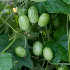 mouse melons on vine 