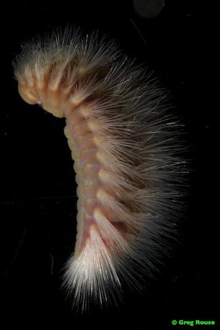 A porcupine-like sea worm.