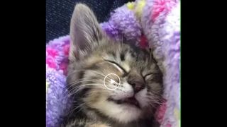 A cat dreaming of warm milk