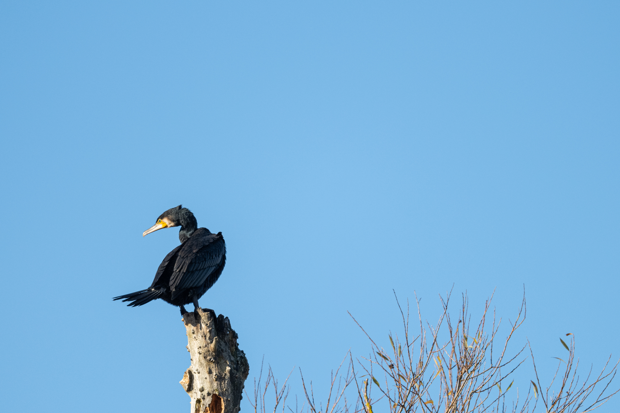 photo of a cormorant at the top of a tree taken with a Nikkor Z 600mm f/6.3 VR S