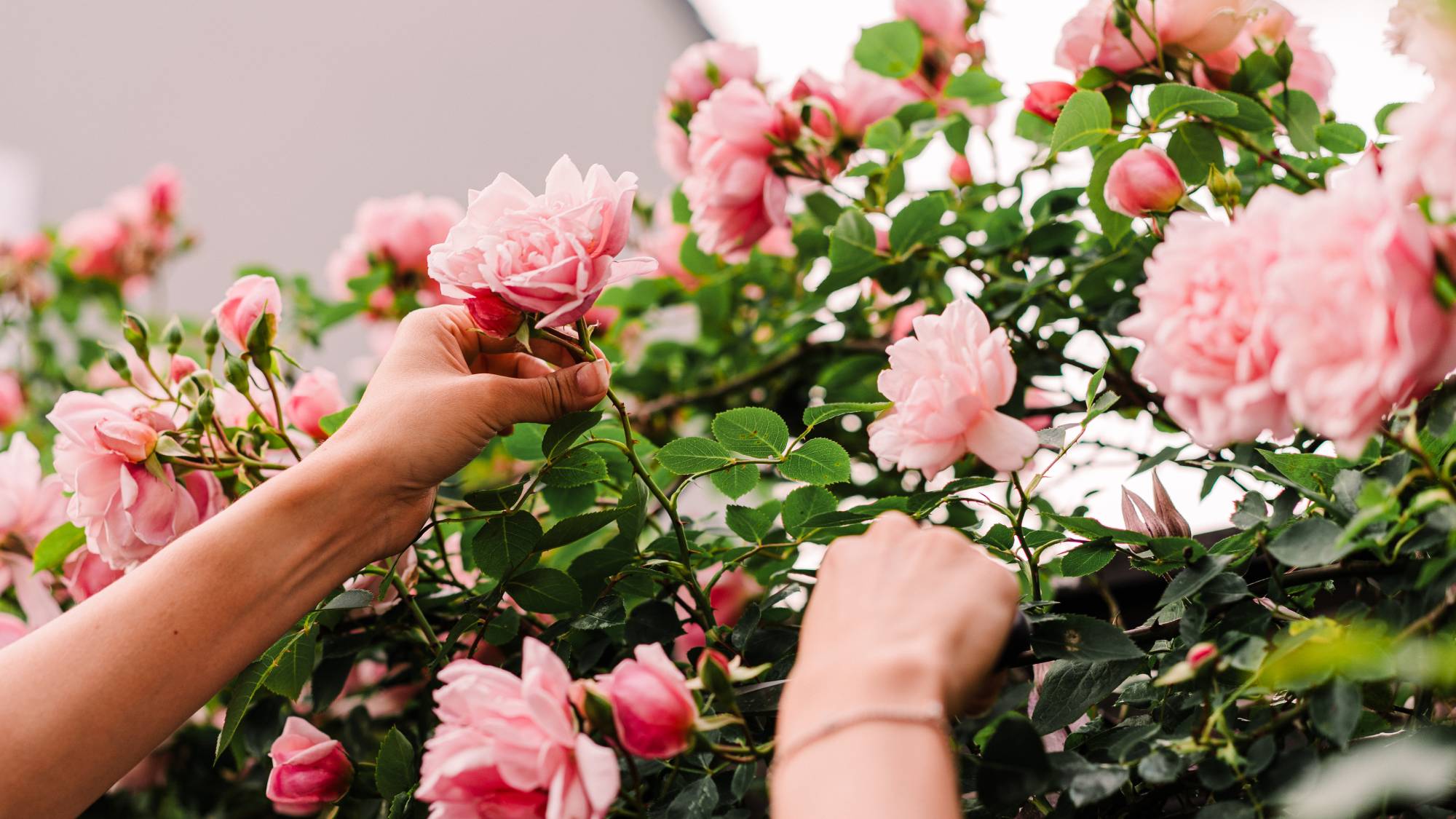Woman cuts rose from bush