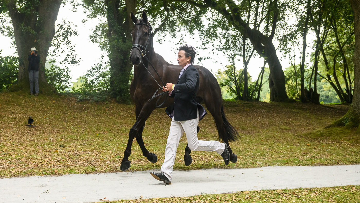 francis-trot