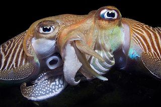 Last year's contest winner captured two cuttlefish mating. 