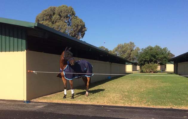 Hilly enjoys grazing in his temporary field