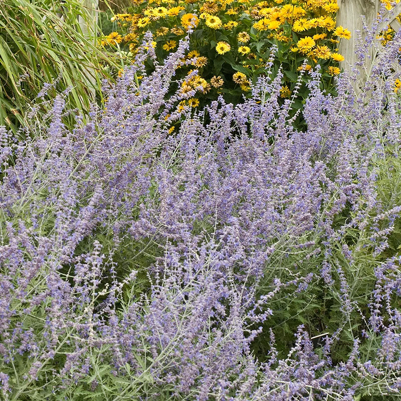 Common Russian Sage