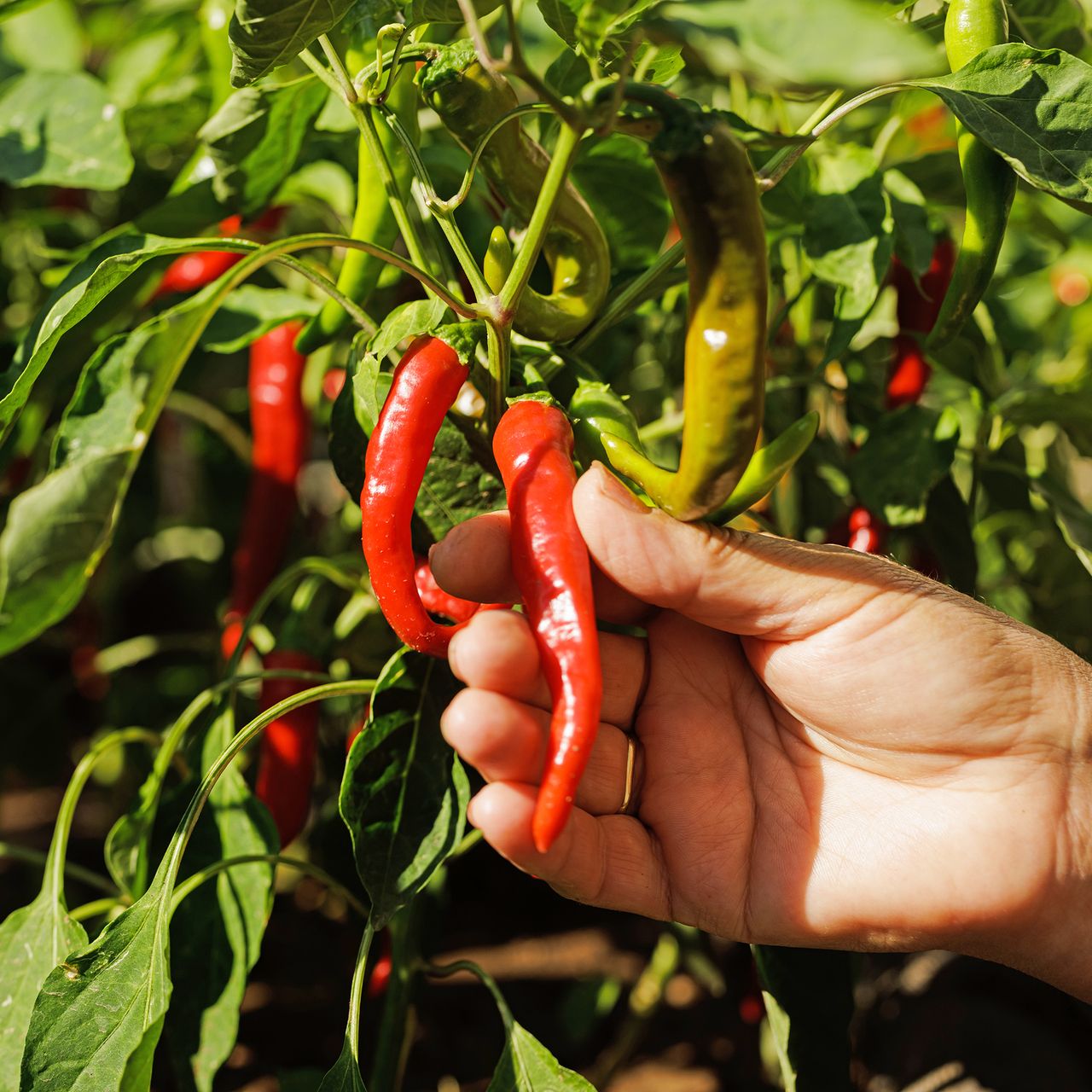 Close up of woman's hand picking red pepper from her garden.