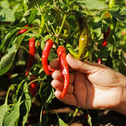 Close up of woman's hand picking red pepper from her garden.