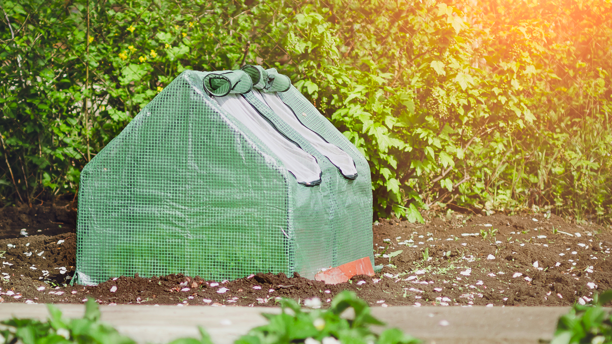 mini pop-up greenhouse in a garden