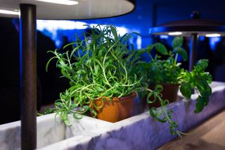 herbs growing under lights