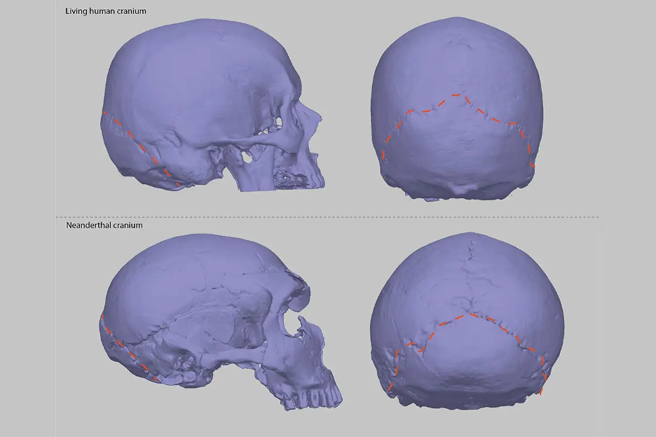 Human cranium (top) and neanderthal cranium (bottom)