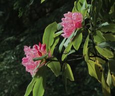 Pink Pacific Rhododendron Plant