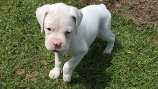 Albino puppy