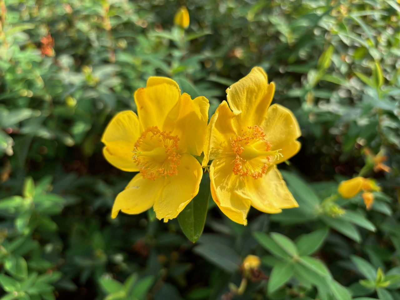iPhone 15 Plus camera sample yellow flower