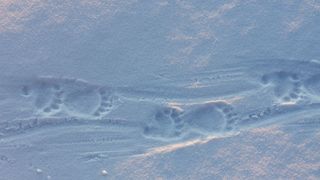Bear tracks in snow