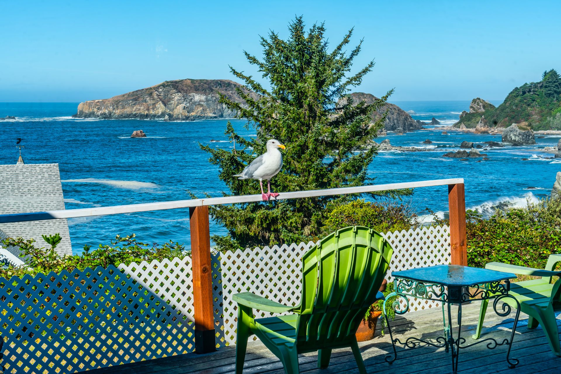 A Friendly seagull sits on a railing at a home in Brookings, Oregon.
