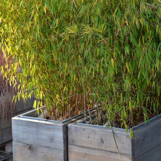Bamboo plant growing in pots and raised bed in outdoor garden space