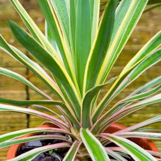 Yucca gloriosa 'Variegata' plant in orange pot