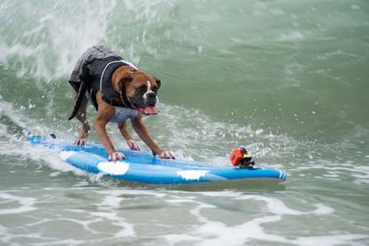 The most adorably radical action shots from the annual surfing dog competition