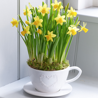 Spring Tete a Tete Narcissi Teacup and Saucer, yellow flowers in a white teacup pot