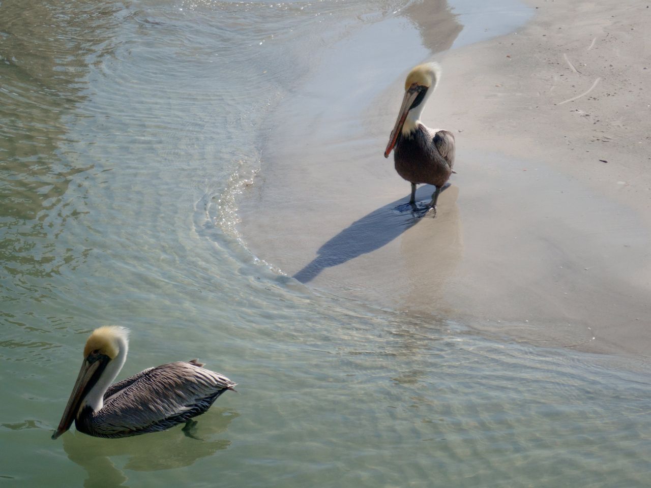 An image of two pelicans on a beach, taken with the OM System TG-7