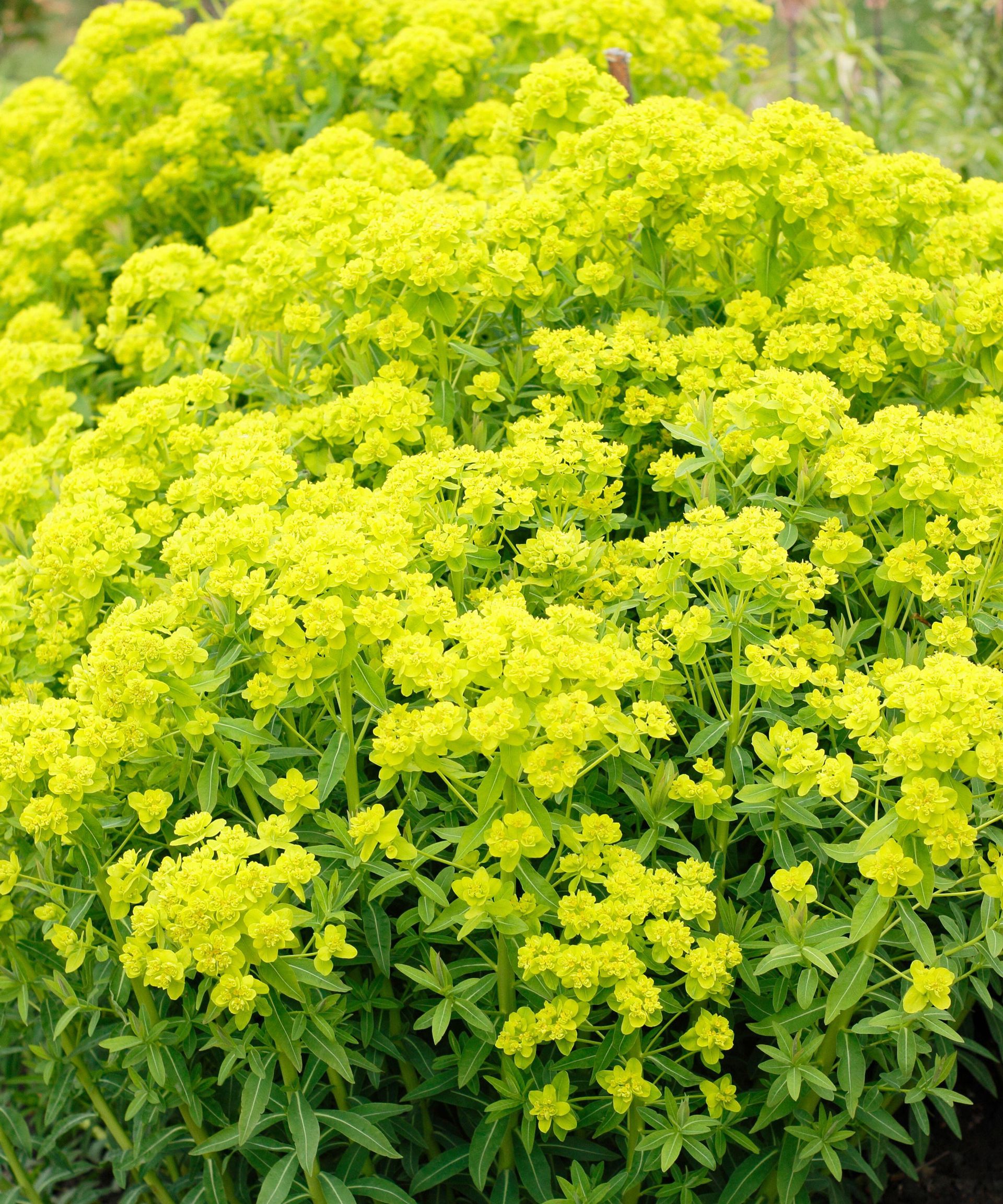 Types of euphorbia: 16 varieties for beds, borders and pots | Gardeningetc