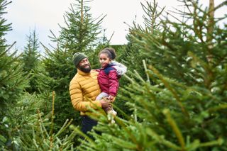A father carrying his daughter at a Christmas tree farm