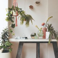 Table with plants and hanging plants