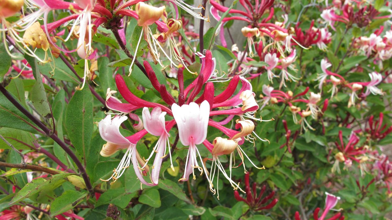 how to grow honeysuckle Lonicera periclymenum &#039;Serotina&#039;