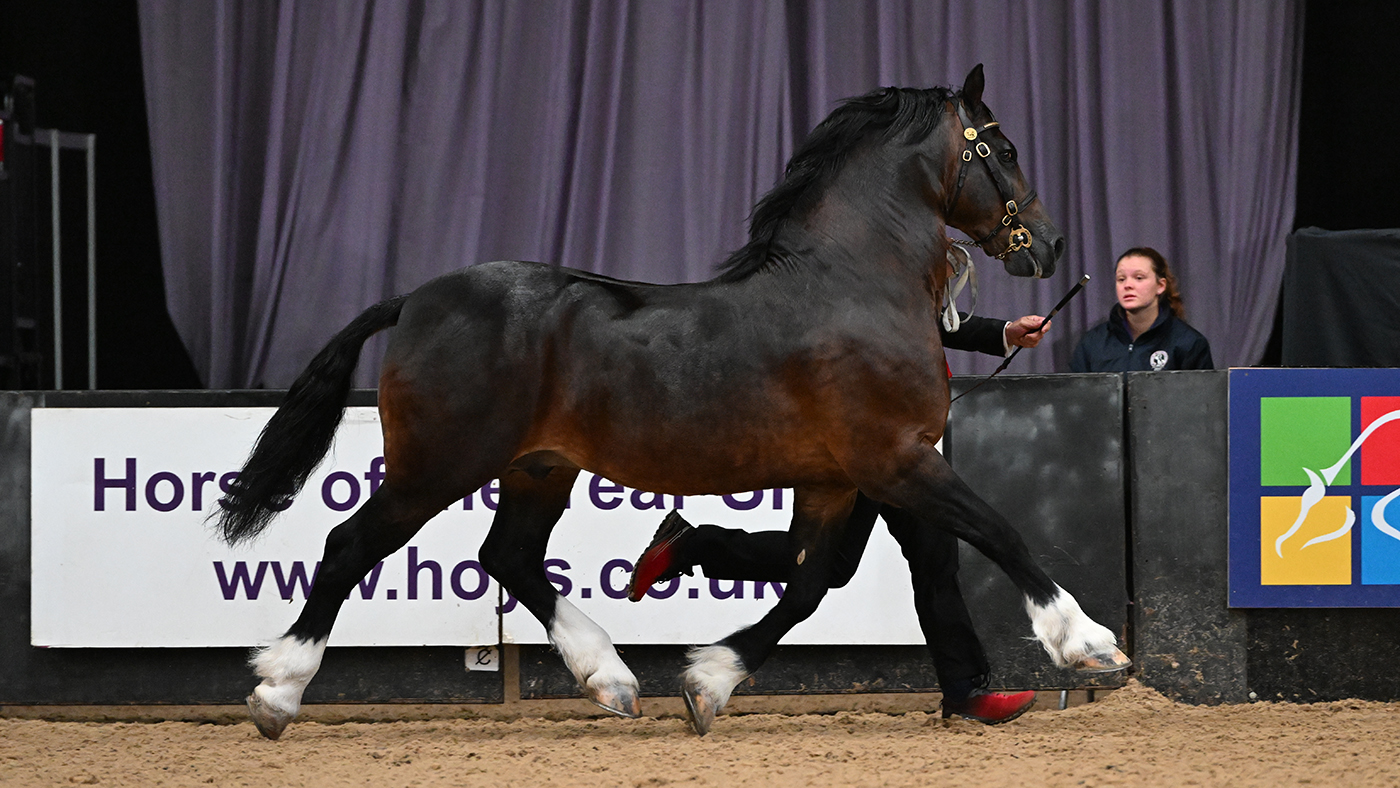 GWYNFAES SEREN WLEDIG reserve price champ peter nixon 1