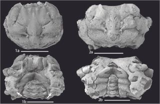 Male and female Cretaceous crabs
